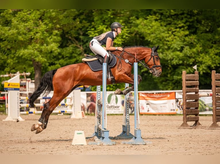 Holstein Gelding 12 years 16.2 hh Brown in Zschortau