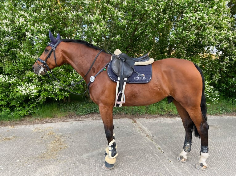 Holstein Gelding 12 years 16.2 hh Brown in Zschortau