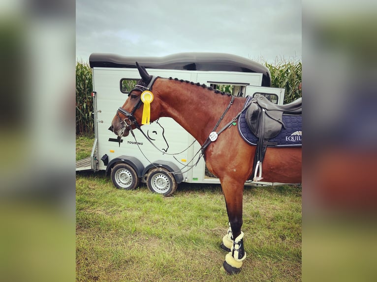 Holstein Gelding 12 years 16.2 hh Brown in Zschortau