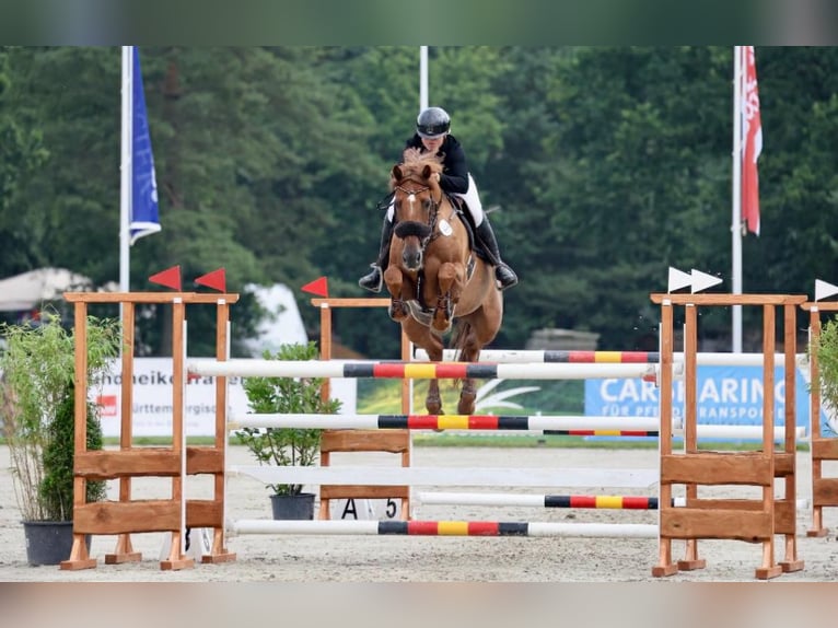 Holstein Gelding 12 years 16.2 hh Chestnut-Red in Zeven