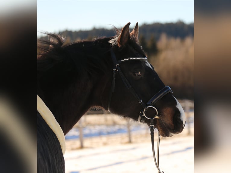 Holstein Gelding 12 years 16,2 hh Smoky-Black in Linz