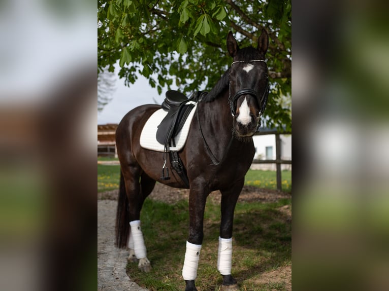 Holstein Gelding 12 years 16,2 hh Smoky-Black in Linz