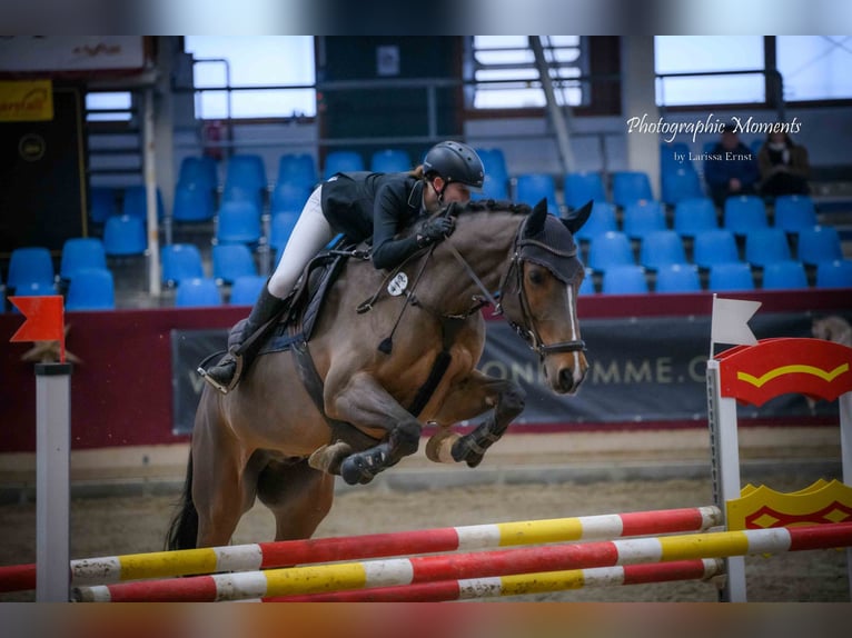 Holstein Gelding 12 years 16,3 hh Brown-Light in Neustadt/Dosse