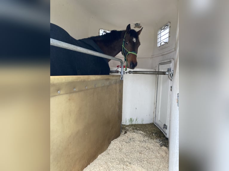 Holstein Gelding 12 years 16 hh Brown in Wedemark