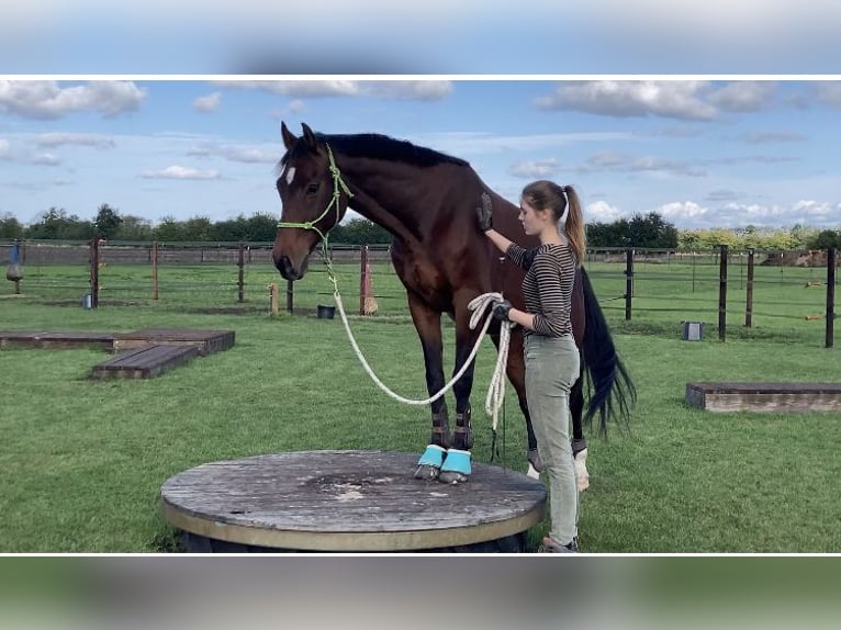 Holstein Gelding 12 years 16 hh Brown in Wedemark