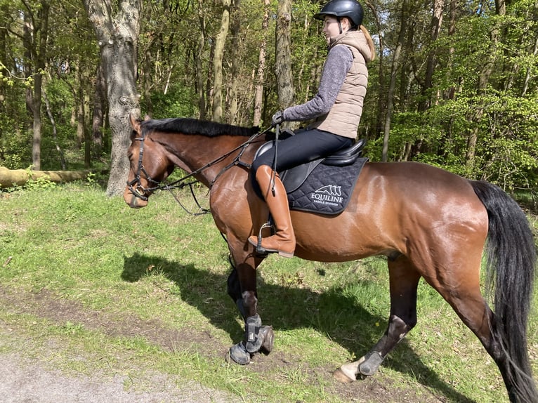 Holstein Gelding 12 years 16 hh Brown in Wedemark