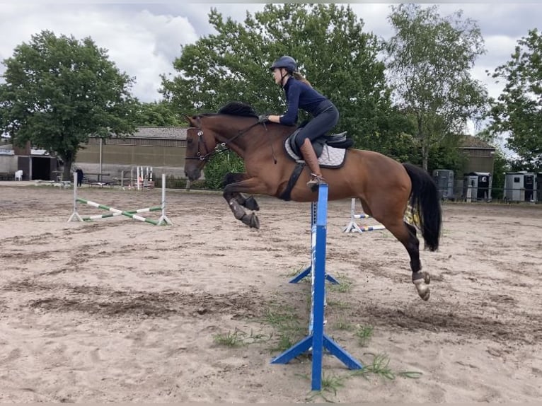 Holstein Gelding 12 years 16 hh Brown in Wedemark