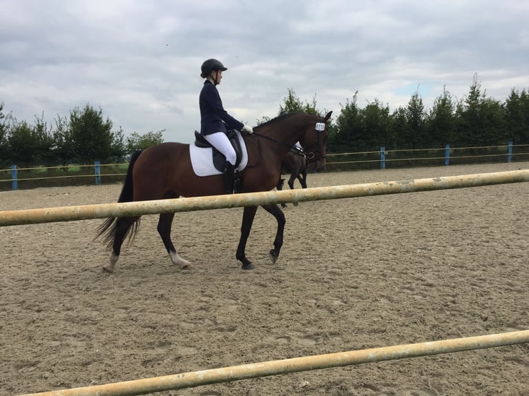 Holstein Gelding 12 years 16 hh Brown in Wedemark