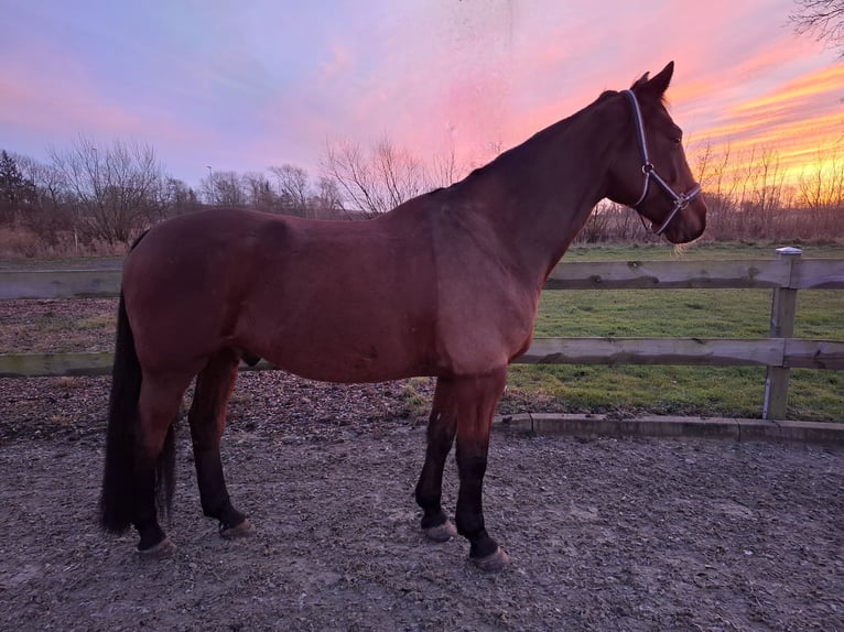 Holstein Gelding 12 years 16 hh Brown in Niebüll