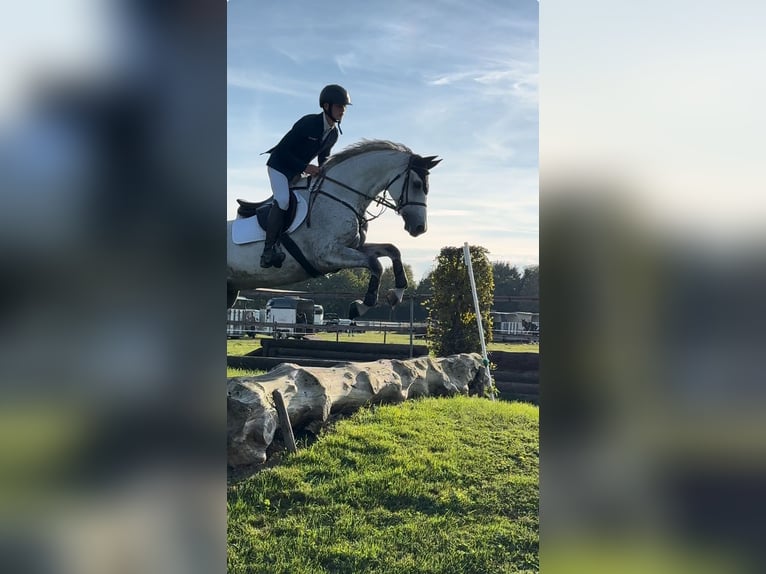 Holstein Gelding 12 years 16 hh Grey in Hagen