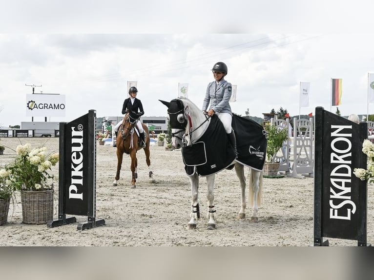 Holstein Gelding 12 years 16 hh Grey in Pulheim Holstein Gelding 12 years 16 hh Grey in Pulheim