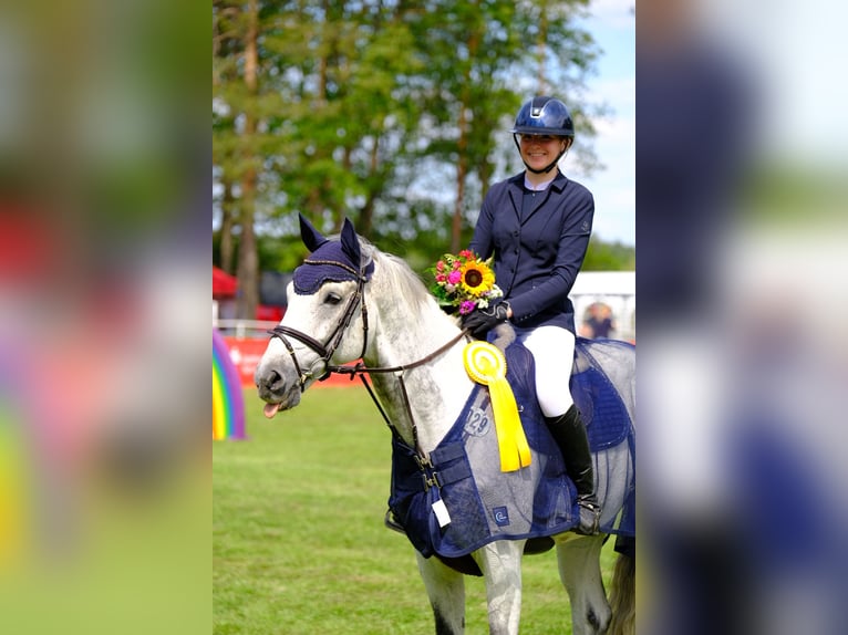 Holstein Gelding 12 years 16 hh Grey in Cottbus