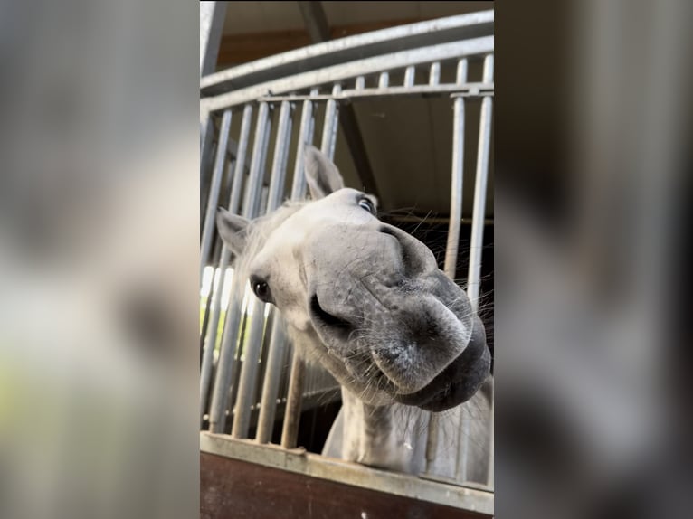 Holstein Gelding 12 years 16 hh Grey in Cottbus