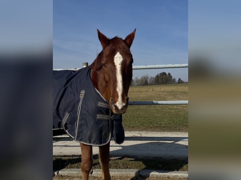 Holstein Gelding 12 years 16,1 hh Chestnut-Red in Niederstetten