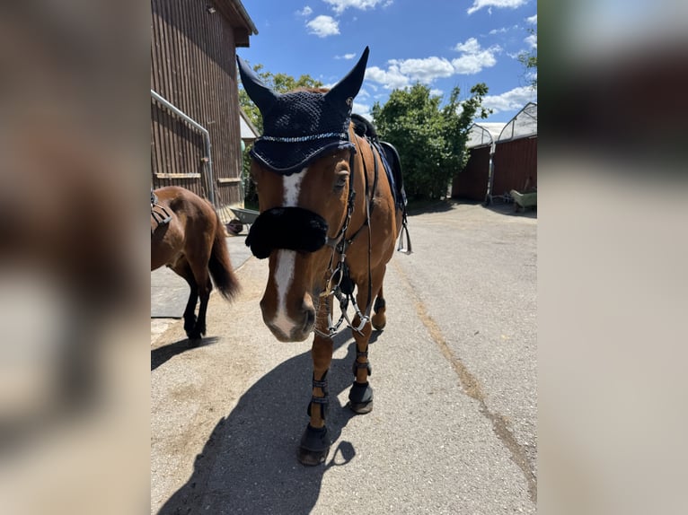 Holstein Gelding 12 years 16,1 hh Chestnut-Red in Niederstetten