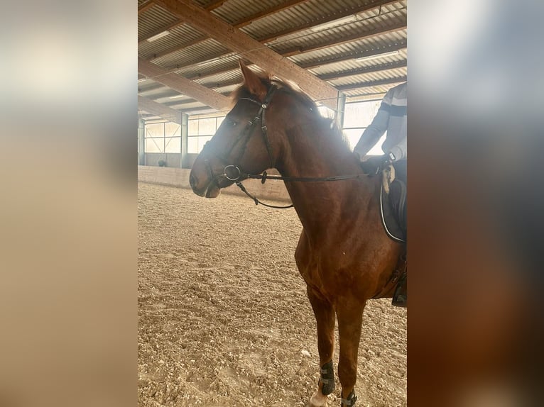 Holstein Gelding 12 years 16,1 hh Chestnut-Red in Königsbach-Stein