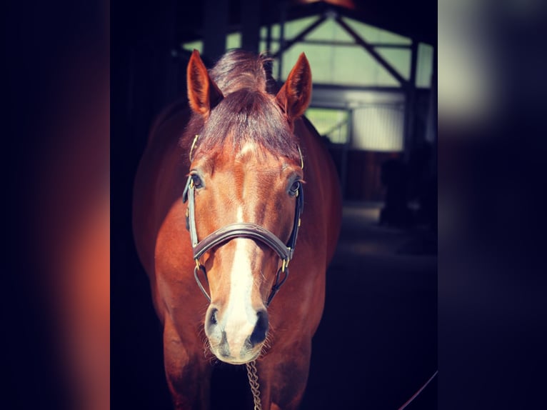 Holstein Gelding 12 years 16,1 hh Chestnut in Buchholz