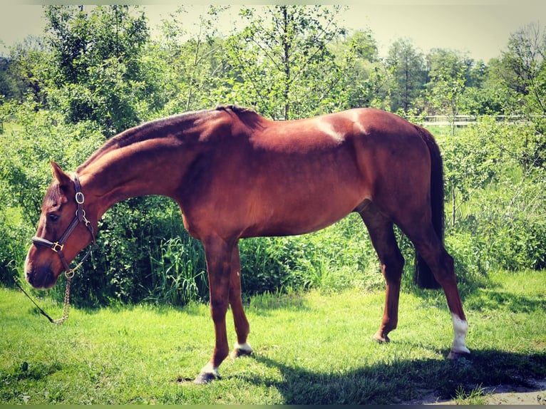 Holstein Gelding 12 years 16,1 hh Chestnut in Buchholz