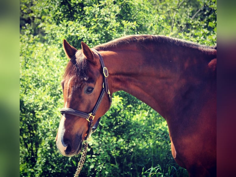 Holstein Gelding 12 years 16,1 hh Chestnut in Buchholz