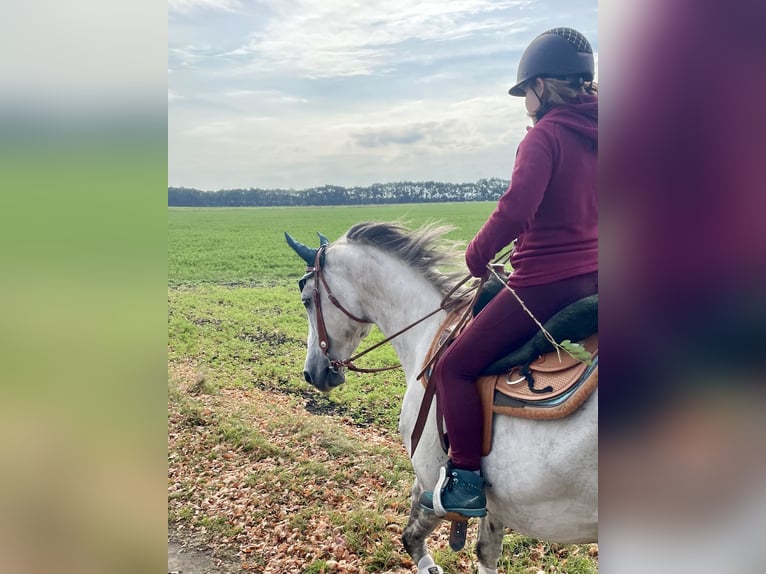 Holstein Gelding 12 years 16,1 hh Grey-Dapple in Laa an der thaya