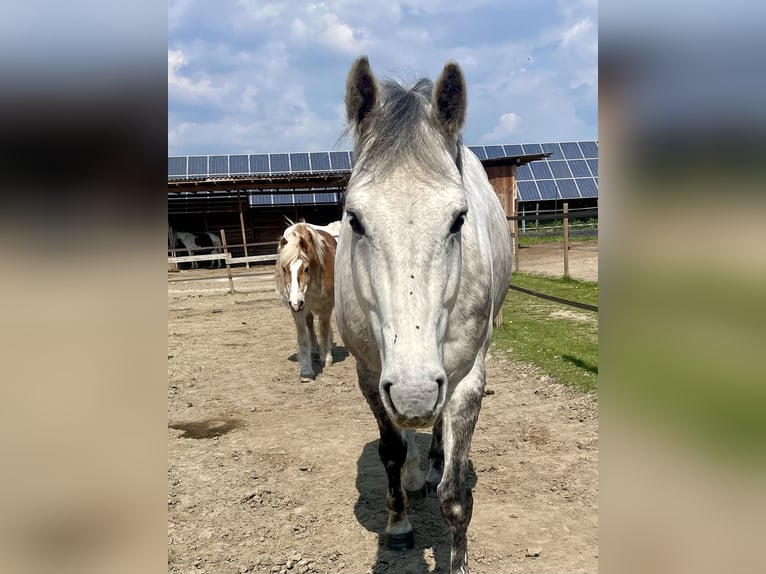 Holstein Gelding 12 years 16,1 hh Grey-Dapple in Laa an der thaya