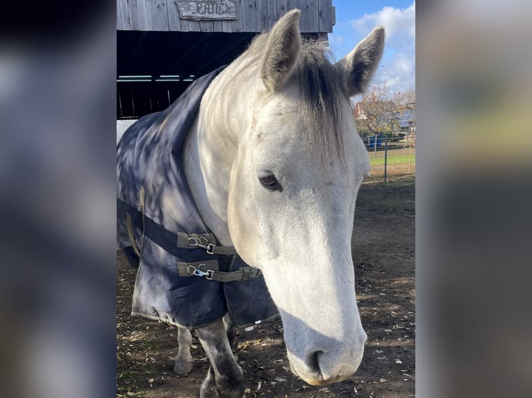 Holstein Gelding 12 years 16,1 hh Grey-Dapple in Laa an der thaya