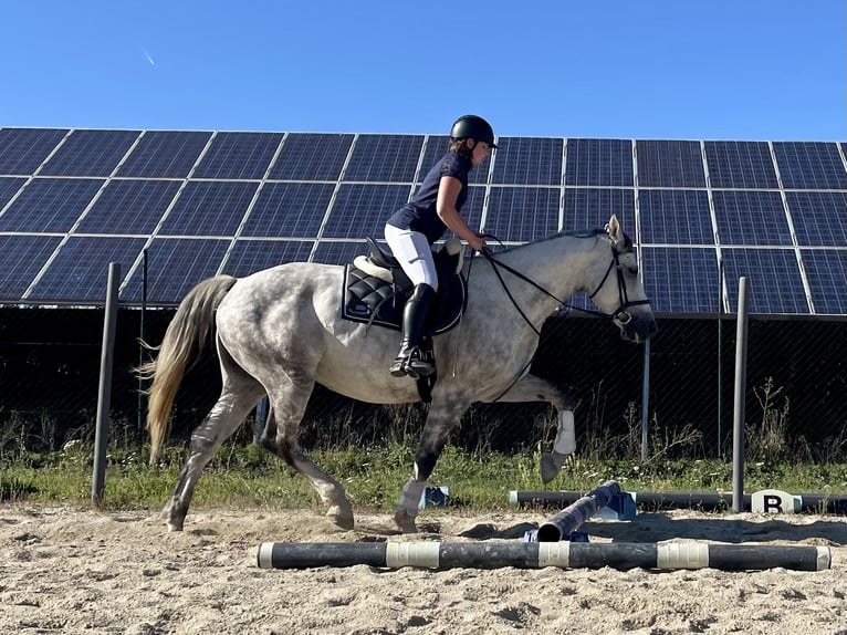 Holstein Gelding 12 years 16,1 hh Grey-Dapple in Laa an der thaya