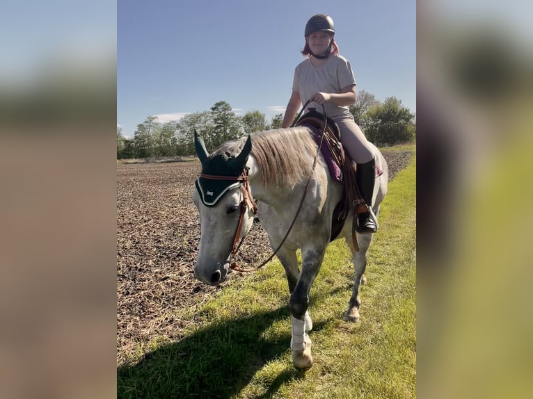 Holstein Gelding 12 years 16,1 hh Grey-Dapple in Laa an der thaya