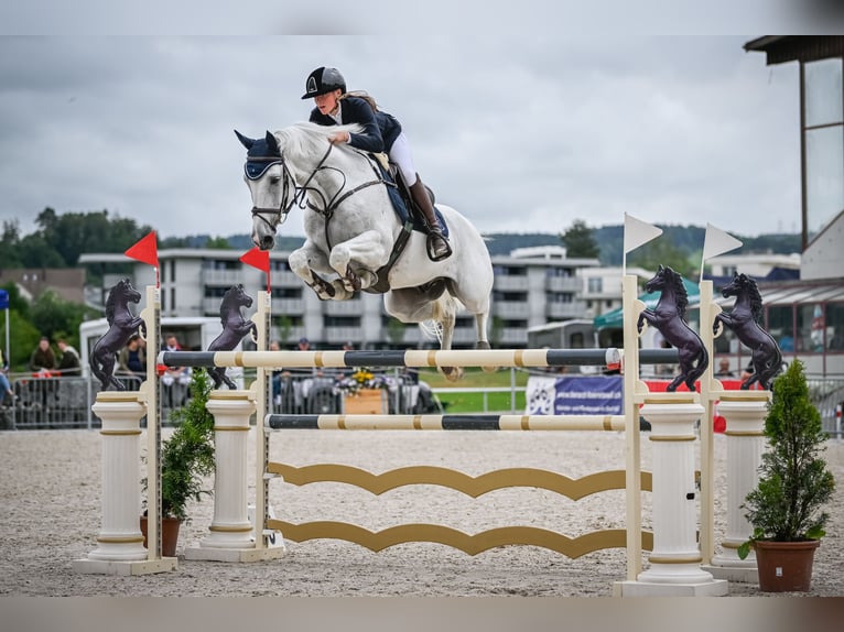 Holstein Gelding 12 years 16,1 hh Grey in DiepoldsauDiepoldsau