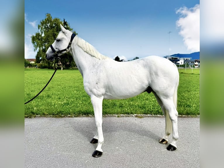 Holstein Gelding 12 years 16,1 hh Grey in DiepoldsauDiepoldsau