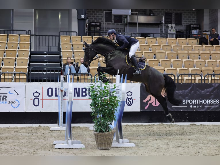 Holstein Gelding 12 years 16,1 hh Smoky-Black in Rodenbek