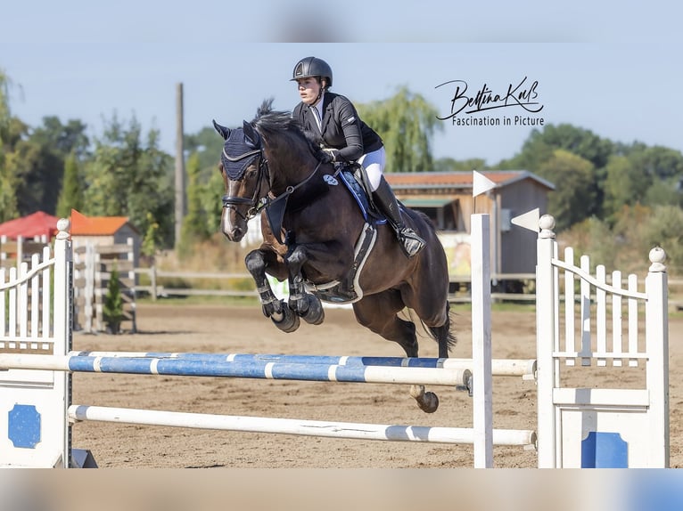 Holstein Gelding 12 years 16,2 hh Bay-Dark in Stahnsdorf