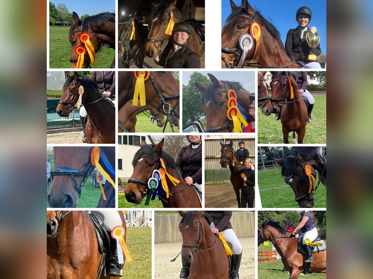 Holstein Gelding 12 years 16,2 hh Brown in L&#xFC;dersfeld