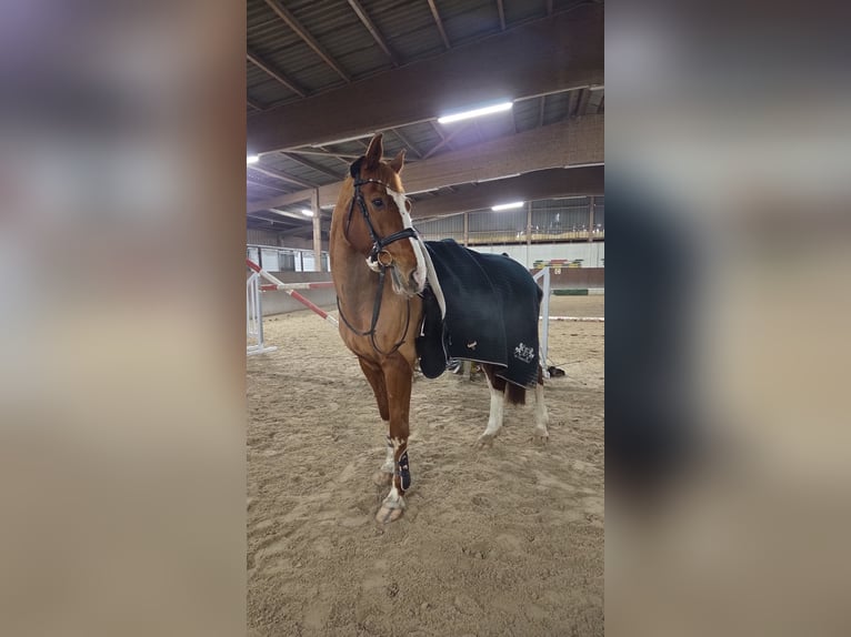 Holstein Gelding 12 years 16,2 hh Chestnut-Red in Mühlenfließ