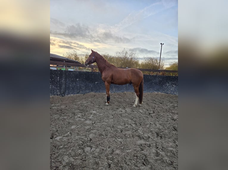 Holstein Gelding 12 years 16,2 hh Chestnut-Red in Mühlenfließ