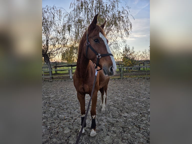 Holstein Gelding 12 years 16,2 hh Chestnut-Red in Mühlenfließ