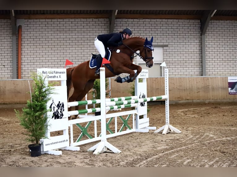 Holstein Gelding 12 years 16,2 hh Chestnut-Red in Kreuztal