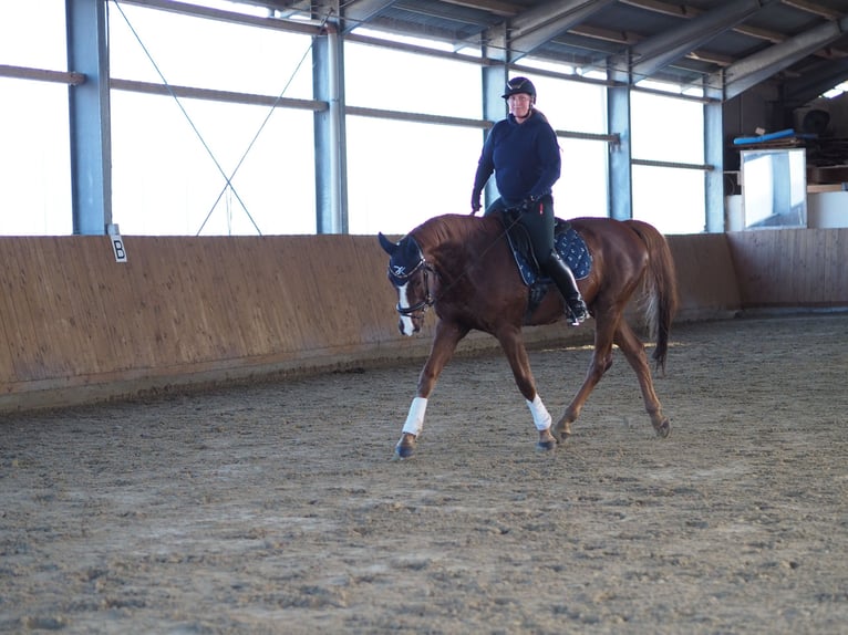 Holstein Gelding 12 years 16,2 hh Chestnut-Red in Kreuztal