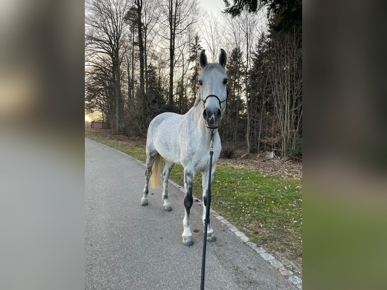 Holstein Gelding 12 years 16,2 hh Grey in Schaffhausen