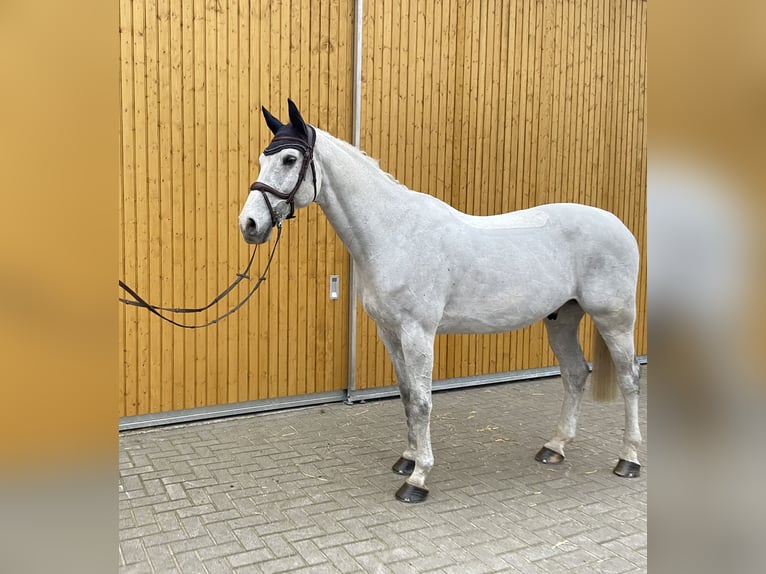 Holstein Gelding 12 years 16,2 hh Grey in Lohne (Oldenburg)