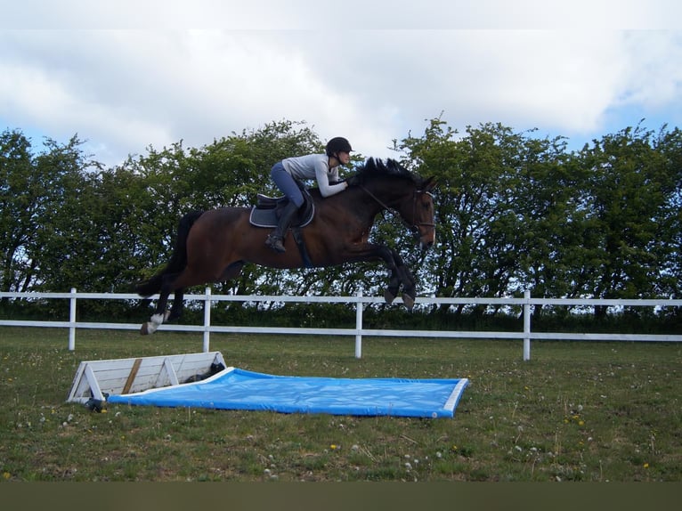 Holstein Gelding 12 years 16,2 hh in Sprakeb&#xFC;ll