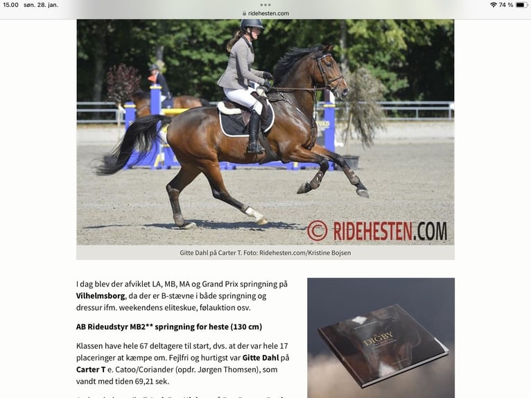 Holstein Gelding 12 years 16,2 hh in Sprakeb&#xFC;ll
