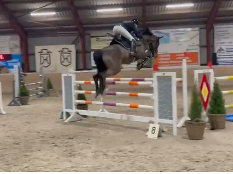 Holstein Gelding 12 years 16,2 hh in Sprakeb&#xFC;ll