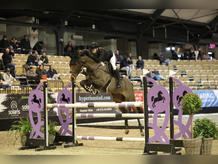 Holstein Gelding 12 years 16,3 hh in Leck
