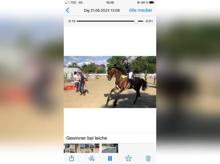Holstein Gelding 12 years 16,3 hh in Leck