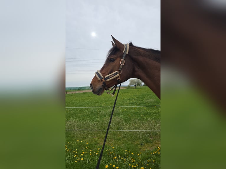 Holstein Gelding 12 years 17.2 hh Brown in Hofheim am Taunus