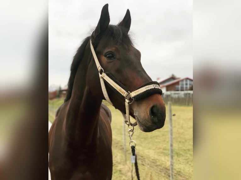 Holstein Gelding 12 years 17 hh Bay-Dark in Friedrichshafen