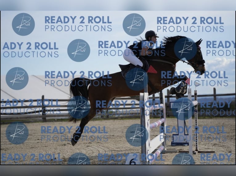 Holstein Gelding 12 years 17 hh Bay in Castellon De La Plana/Castello De La Pla