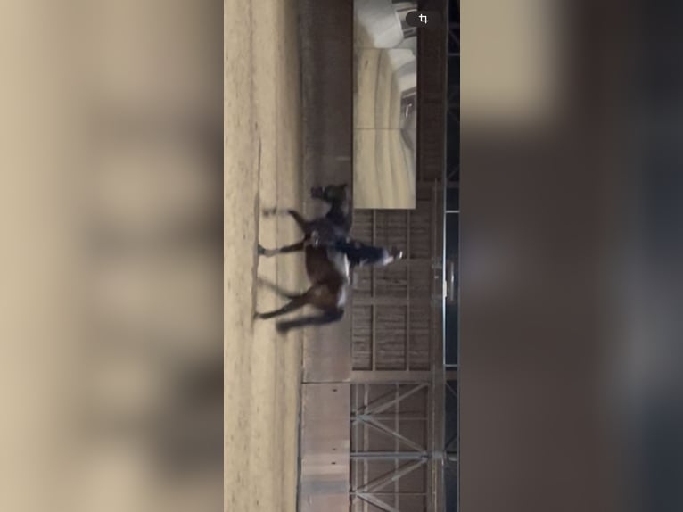 Holstein Gelding 12 years 17 hh Brown in Regensburg