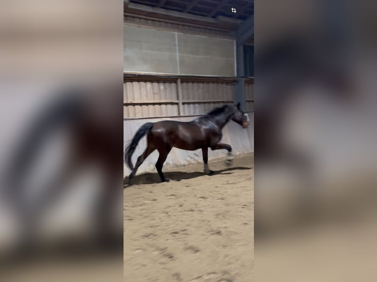 Holstein Gelding 12 years 17 hh Brown in Regensburg